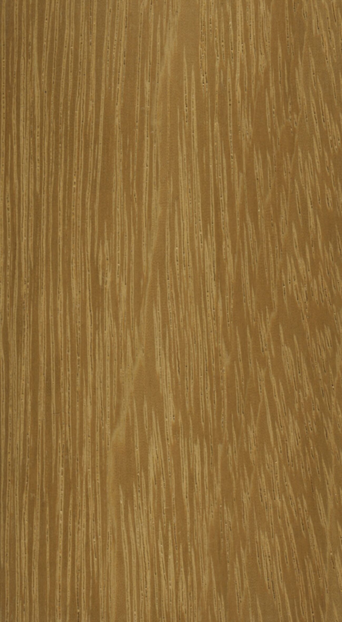 Sujet : Bois - Régions tropicales Numérisation effectuée à partir d'un document original : CD_Techno-Xylotheque - 0083. Appartient à l'en...