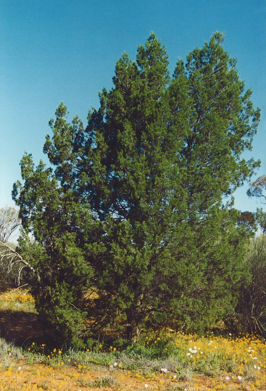 Callitris columellaris (syn. C. glaucophylla) at Paynes Find, Western Australia
