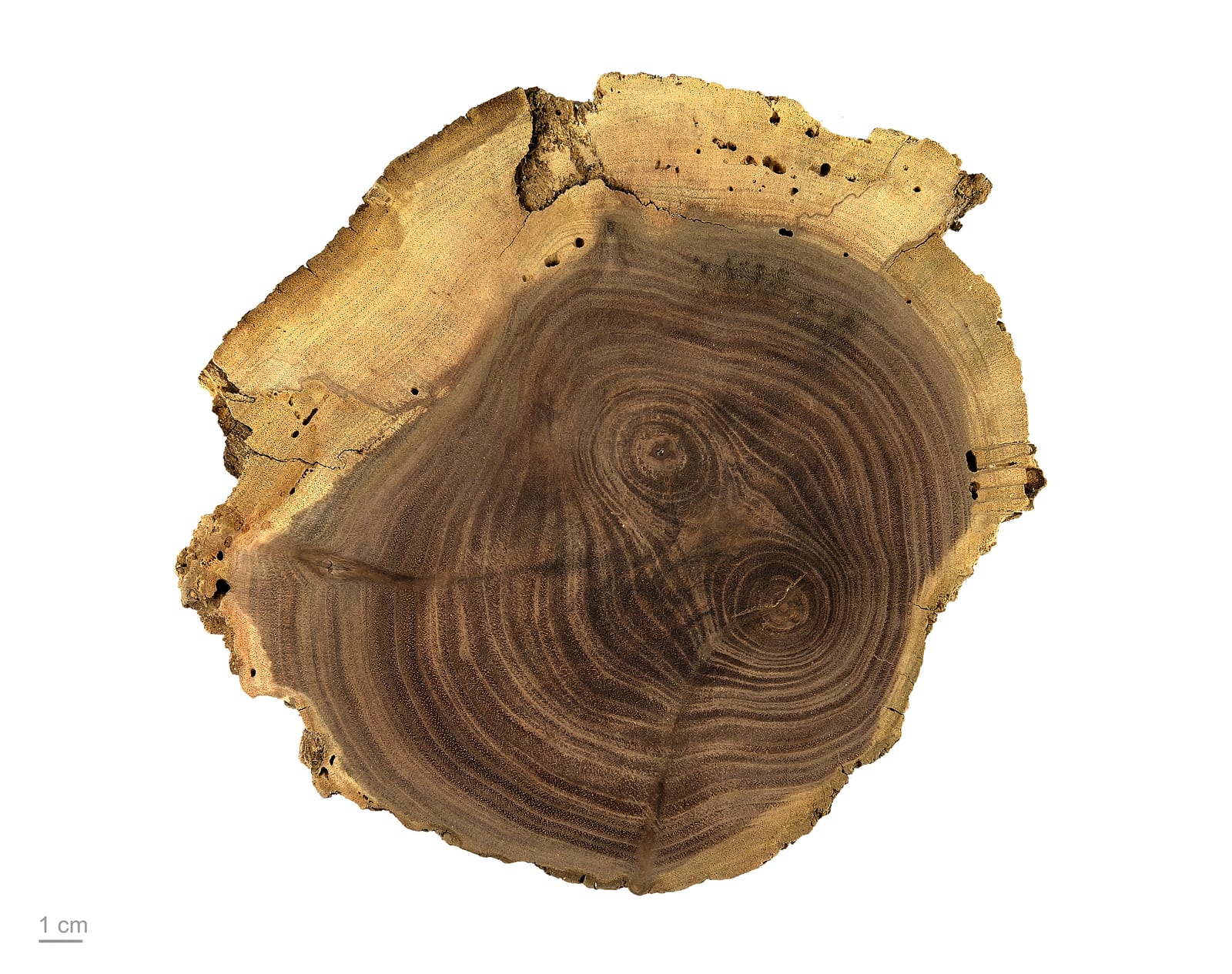Juglans nigra, wood