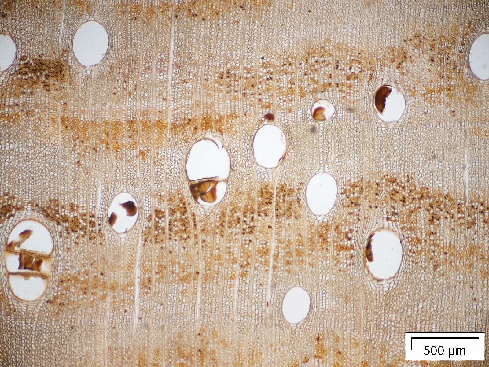 Querschnitt Dalbergia nigra