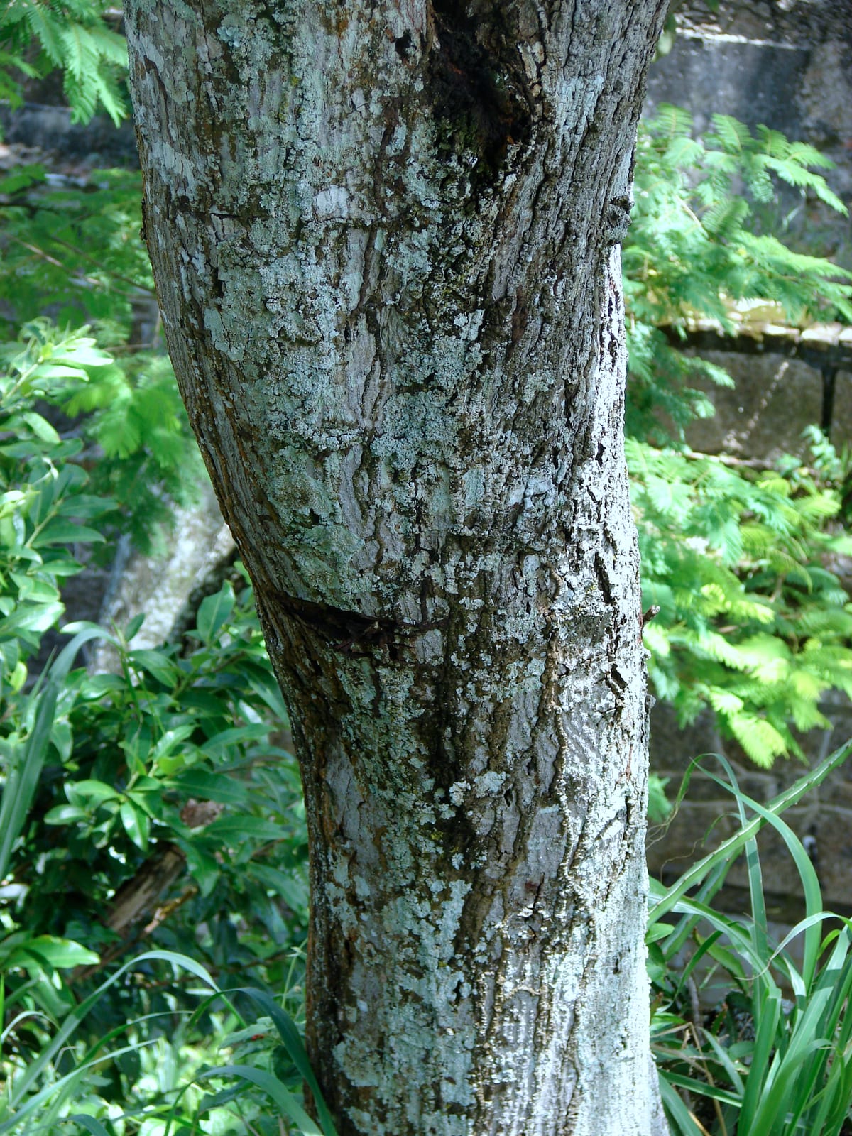 Anadenanthera colubrina trunk. Picture taken at Niterói, Rio de Janeiro, Brazil